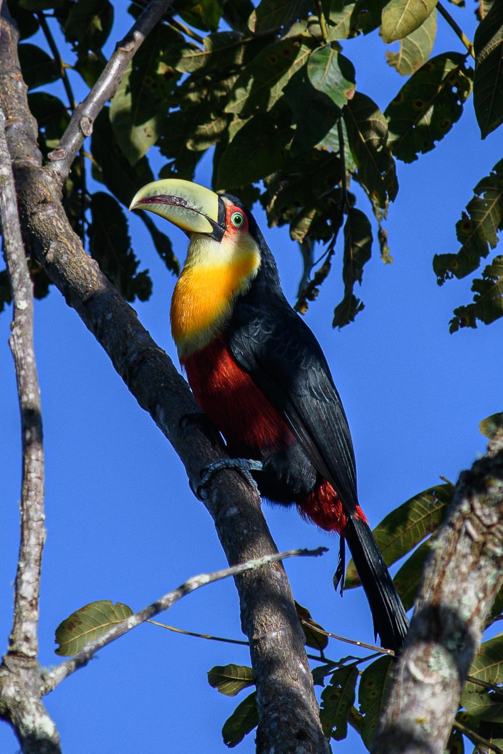 Quinta Dos Pinhais Pouso E Charme Santo Antônio do Pinhal Eksteriør bilde